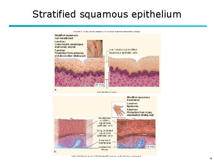 Stratified squamous epithelium 9 