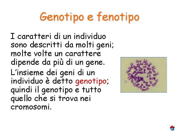 Genotipo e fenotipo I caratteri di un individuo sono descritti da molti geni; molte