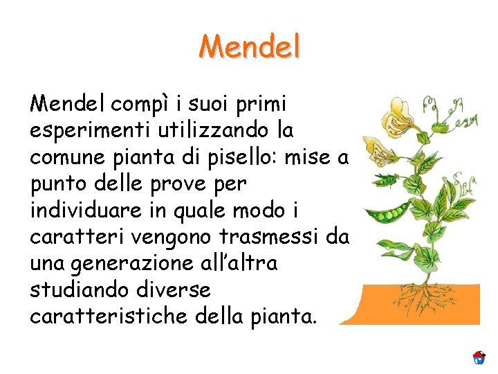 Mendel compì i suoi primi esperimenti utilizzando la comune pianta di pisello: mise a