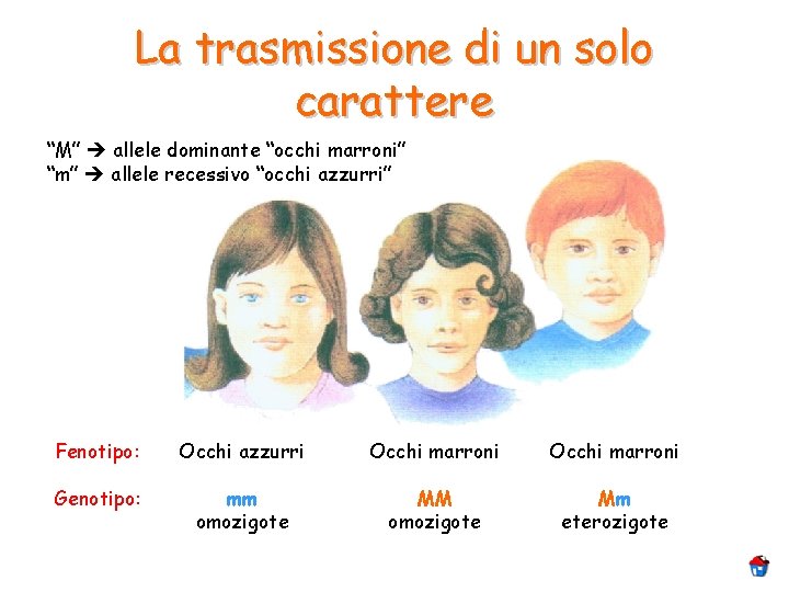 La trasmissione di un solo carattere “M” allele dominante “occhi marroni” “m” allele recessivo