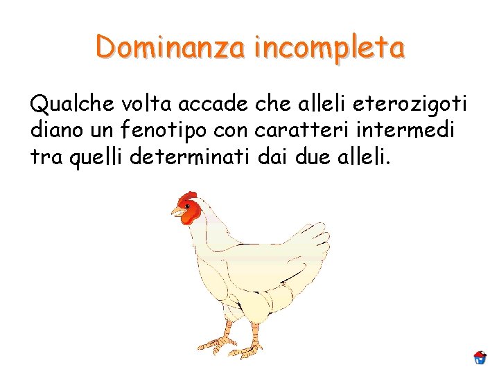 Dominanza incompleta Qualche volta accade che alleli eterozigoti diano un fenotipo con caratteri intermedi