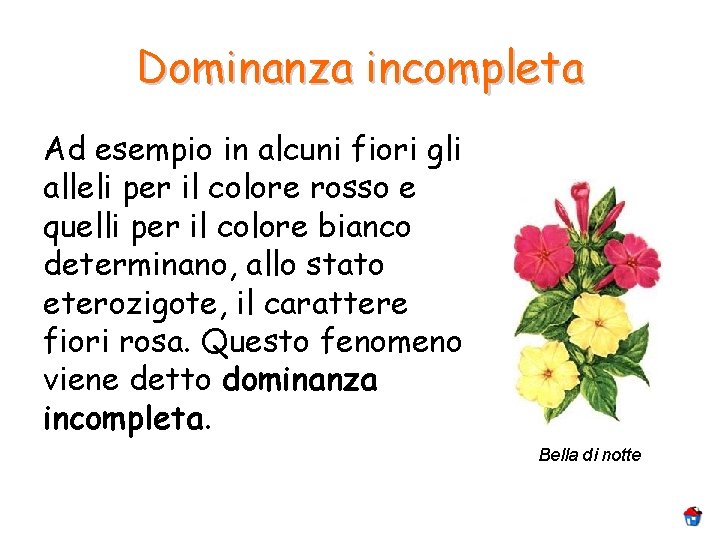 Dominanza incompleta Ad esempio in alcuni fiori gli alleli per il colore rosso e