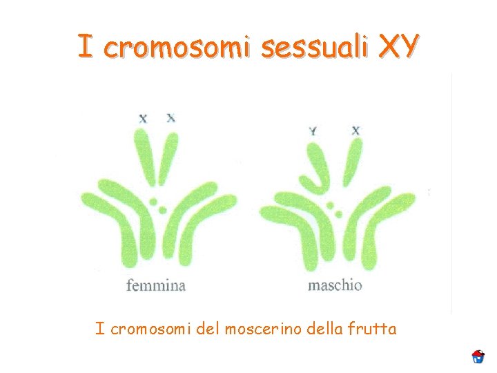 I cromosomi sessuali XY I cromosomi del moscerino della frutta I cromosomi sessuali XY I cromosomi del moscerino della frutta