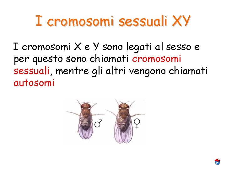 I cromosomi sessuali XY I cromosomi X e Y sono legati al sesso e