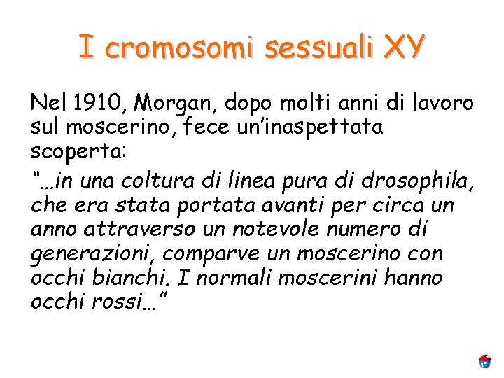 I cromosomi sessuali XY Nel 1910, Morgan, dopo molti anni di lavoro sul moscerino,