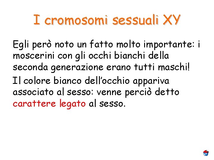 I cromosomi sessuali XY Egli però noto un fatto molto importante: i moscerini con