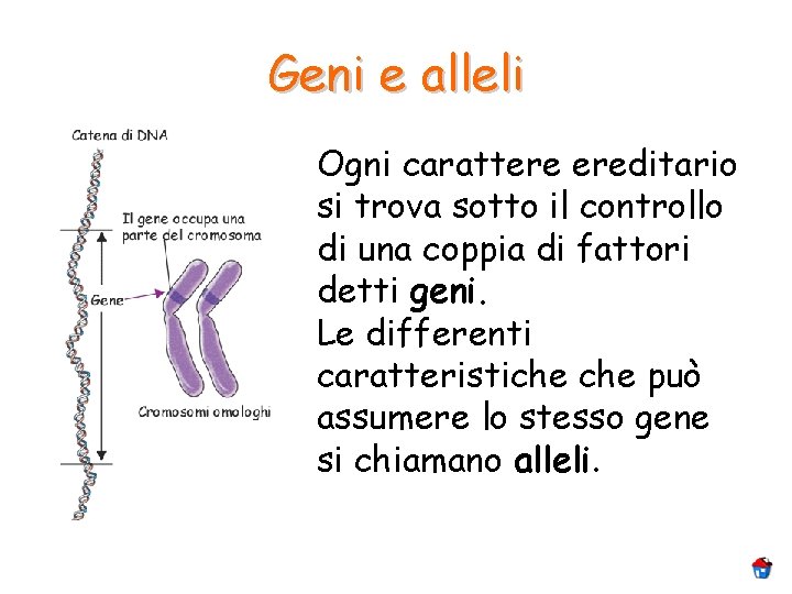 Geni e alleli Ogni carattere ereditario si trova sotto il controllo di una coppia Geni e alleli Ogni carattere ereditario si trova sotto il controllo di una coppia