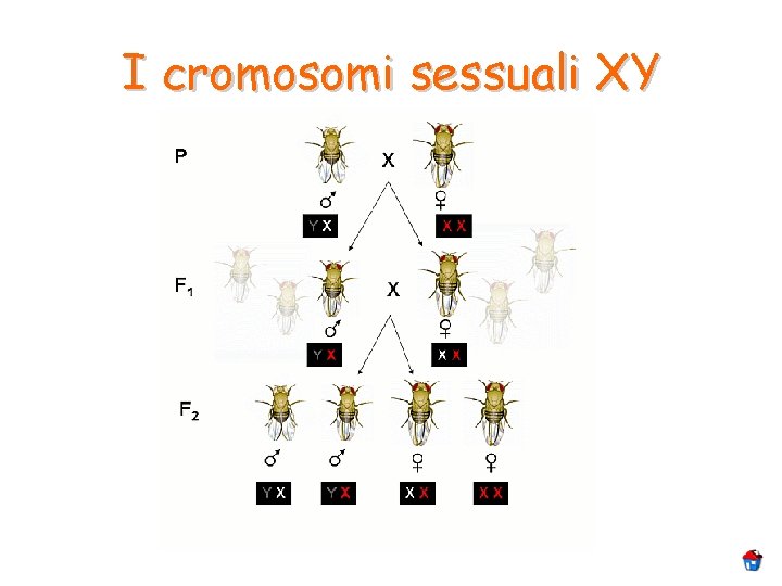 I cromosomi sessuali XY I cromosomi sessuali XY