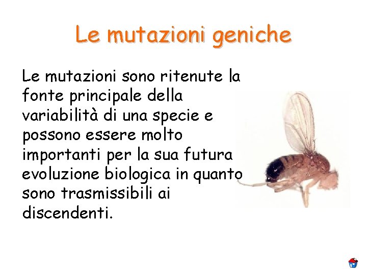 Le mutazioni geniche Le mutazioni sono ritenute la fonte principale della variabilità di una