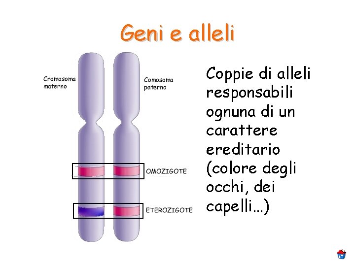 Geni e alleli Coppie di alleli responsabili ognuna di un carattere ereditario (colore degli