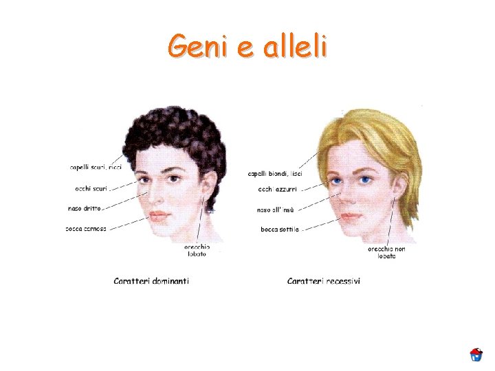 Geni e alleli 