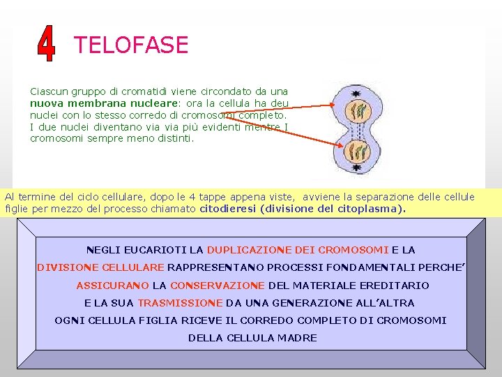 TELOFASE Ciascun gruppo di cromatidi viene circondato da una nuova membrana nucleare: ora la