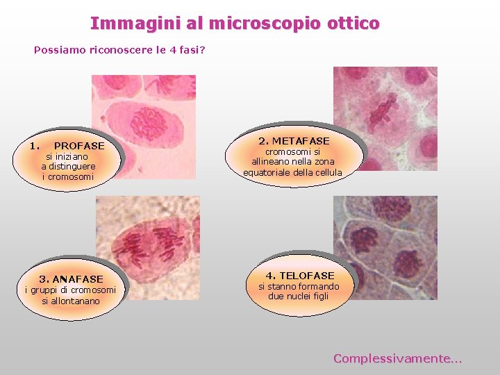 Immagini al microscopio ottico Possiamo riconoscere le 4 fasi? 1. PROFASE si iniziano a