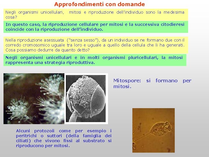 Approfondimenti con domande Negli organismi unicellulari, cosa? mitosi e riproduzione dell’individuo sono la medesima