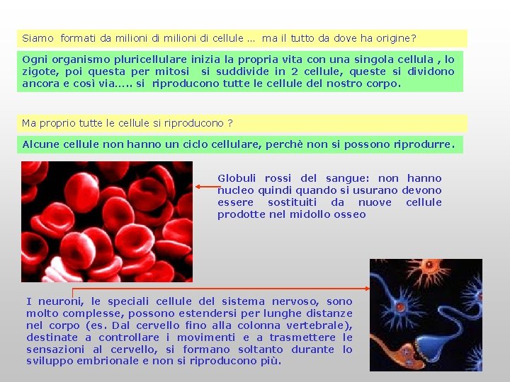 Siamo formati da milioni di cellule … ma il tutto da dove ha origine?