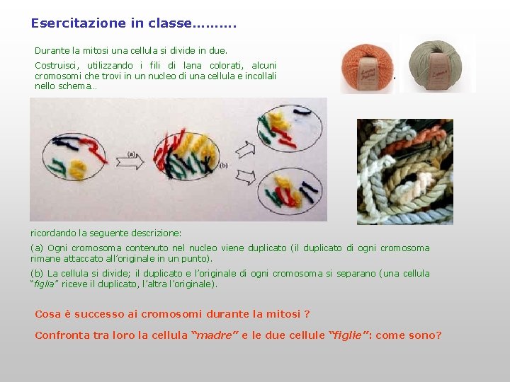 Esercitazione in classe………. Durante la mitosi una cellula si divide in due. Costruisci, utilizzando