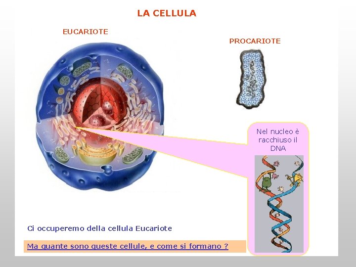 LA CELLULA EUCARIOTE PROCARIOTE Nel nucleo è racchiuso il DNA Ci occuperemo della cellula LA CELLULA EUCARIOTE PROCARIOTE Nel nucleo è racchiuso il DNA Ci occuperemo della cellula