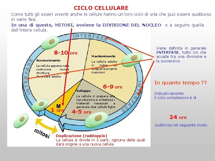 CICLO CELLULARE Come tutti gli esseri viventi anche le cellule hanno un loro ciclo