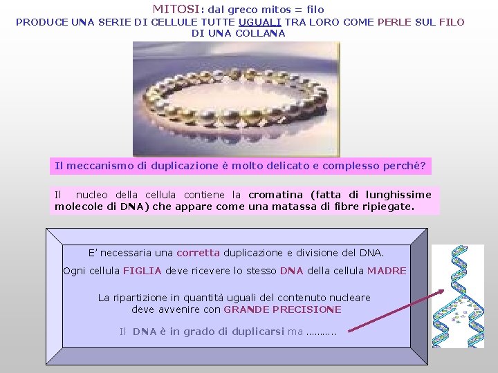 MITOSI: dal greco mitos = filo PRODUCE UNA SERIE DI CELLULE TUTTE UGUALI TRA MITOSI: dal greco mitos = filo PRODUCE UNA SERIE DI CELLULE TUTTE UGUALI TRA