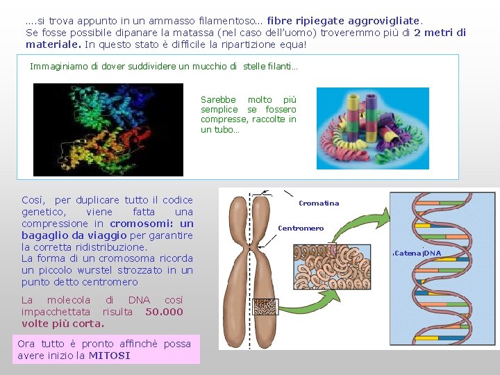 …. si trova appunto in un ammasso filamentoso… fibre ripiegate aggrovigliate. Se fosse possibile …. si trova appunto in un ammasso filamentoso… fibre ripiegate aggrovigliate. Se fosse possibile