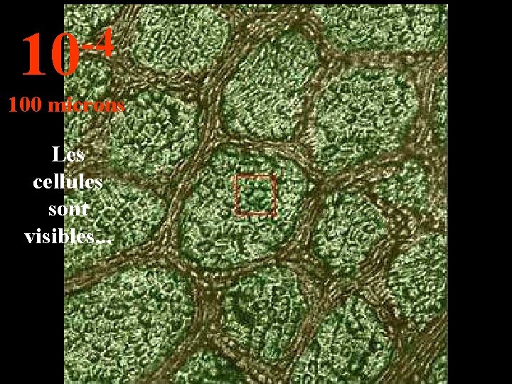 -4 10 100 microns Les cellules sont visibles. . . 