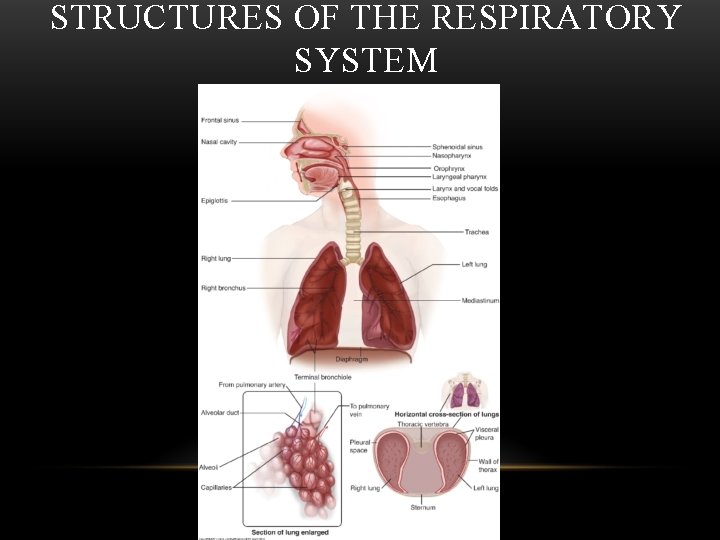 STRUCTURES OF THE RESPIRATORY SYSTEM 