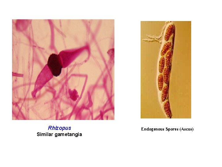 Rhizopus Similar gametangia Endogenous Spores (Ascus) 