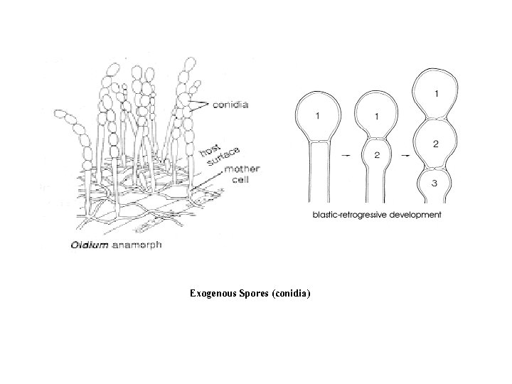 Exogenous Spores (conidia) 