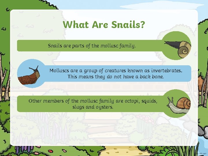 What Are Snails? Snails are parts of the mollusc family. Molluscs are a group