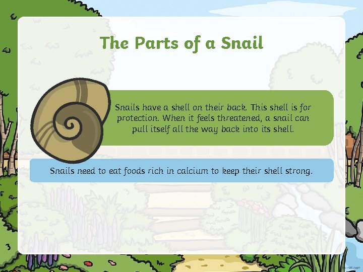 The Parts of a Snails have a shell on their back. This shell is