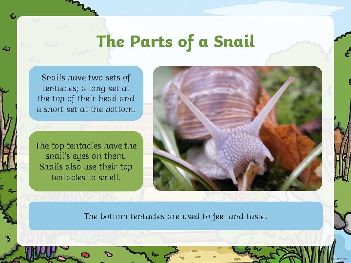 The Parts of a Snails have two sets of tentacles; a long set at