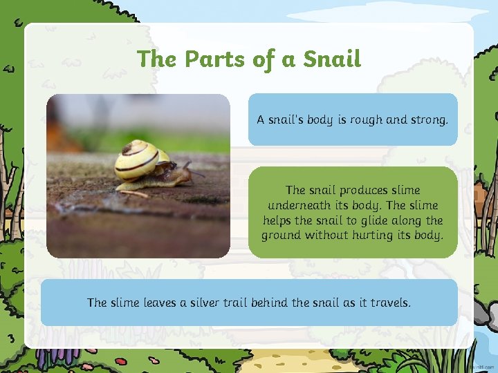 The Parts of a Snail A snail’s body is rough and strong. The snail