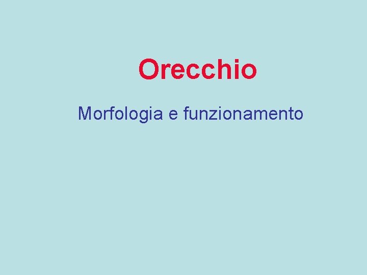 Orecchio Morfologia e funzionamento 