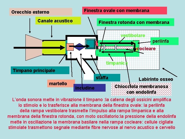 Orecchio esterno Finestra ovale con membrana Canale acustico Finestra rotonda con membrana vestibolare perilinfa