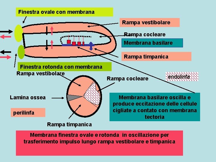 Finestra ovale con membrana Rampa vestibolare Rampa cocleare Membrana basilare Rampa timpanica Finestra rotonda