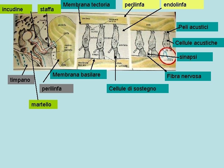 incudine staffa Membrana tectoria perilinfa endolinfa Peli acustici Cellule acustiche sinapsi Membrana basilare timpano