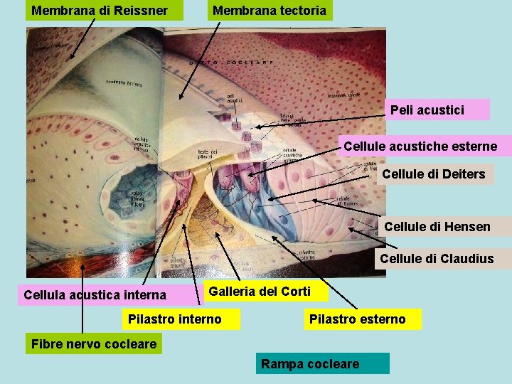 Membrana di Reissner Membrana tectoria Peli acustici Cellule acustiche esterne Cellule di Deiters Cellule