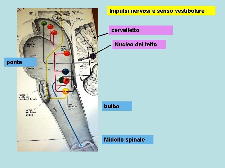 Impulsi nervosi e senso vestibolare cervelletto Nucleo del tetto ponte bulbo Midollo spinale 