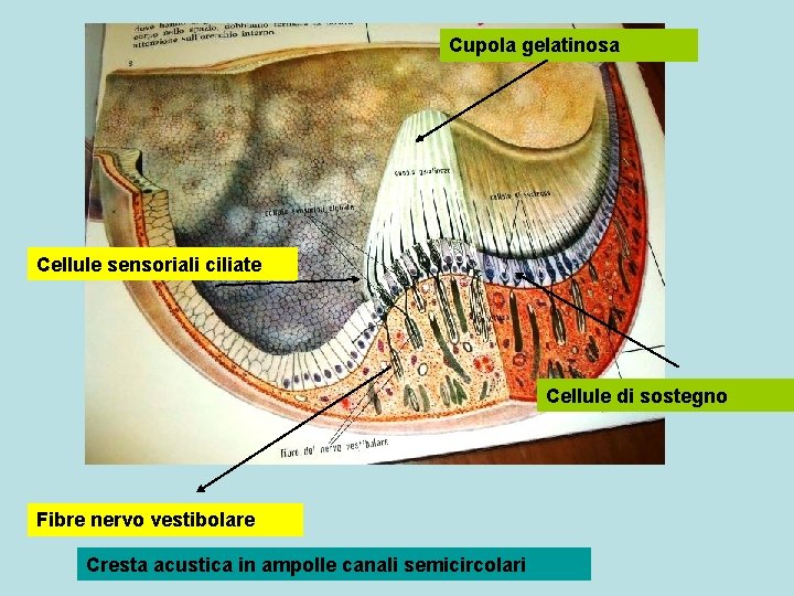 Cupola gelatinosa Cellule sensoriali ciliate Cellule di sostegno Fibre nervo vestibolare Cresta acustica in