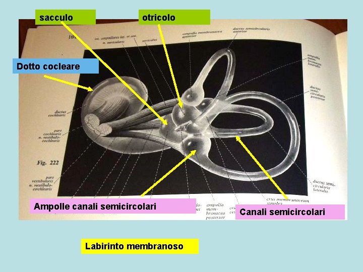 sacculo otricolo Dotto cocleare Ampolle canali semicircolari Labirinto membranoso Canali semicircolari 