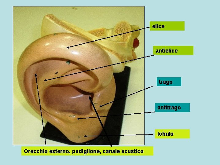 elice antielice trago antitrago lobulo Orecchio esterno, padiglione, canale acustico 