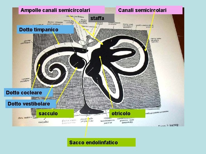 Ampolle canali semicircolari Canali semicircolari staffa Dotto timpanico Dotto cocleare Dotto vestibolare sacculo otricolo