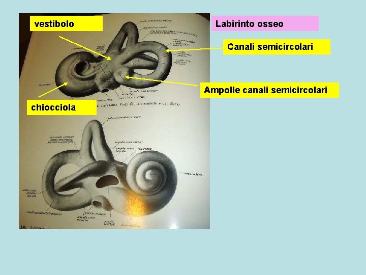 vestibolo Labirinto osseo Canali semicircolari Ampolle canali semicircolari chiocciola 