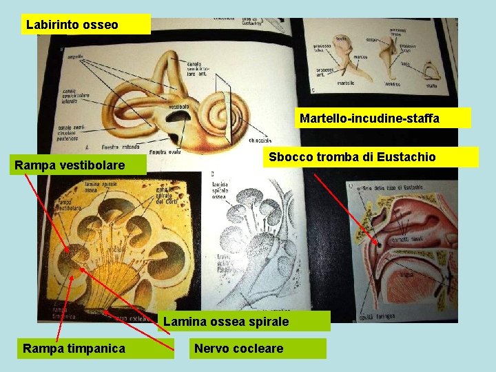 Labirinto osseo Martello-incudine-staffa Rampa vestibolare Sbocco tromba di Eustachio Lamina ossea spirale Rampa timpanica