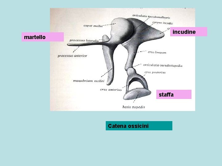 incudine martello staffa Catena ossicini 