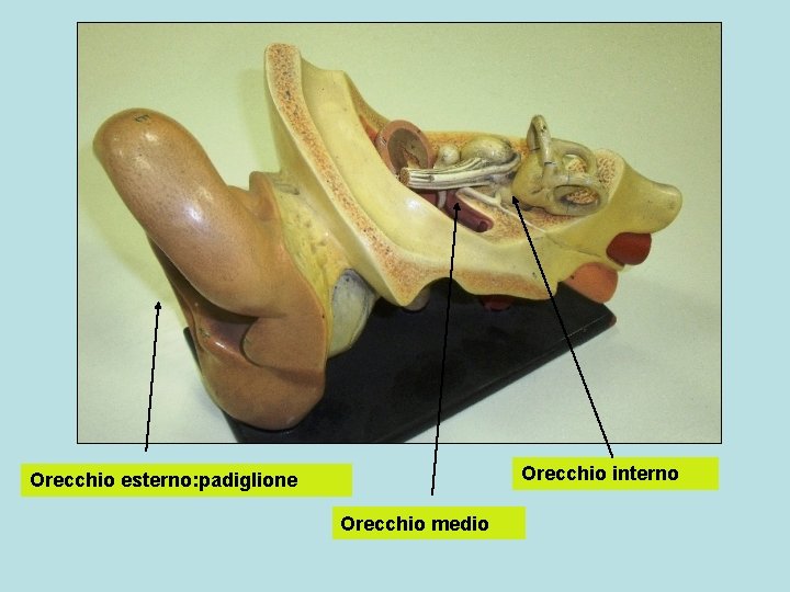 Orecchio interno Orecchio esterno: padiglione Orecchio medio 