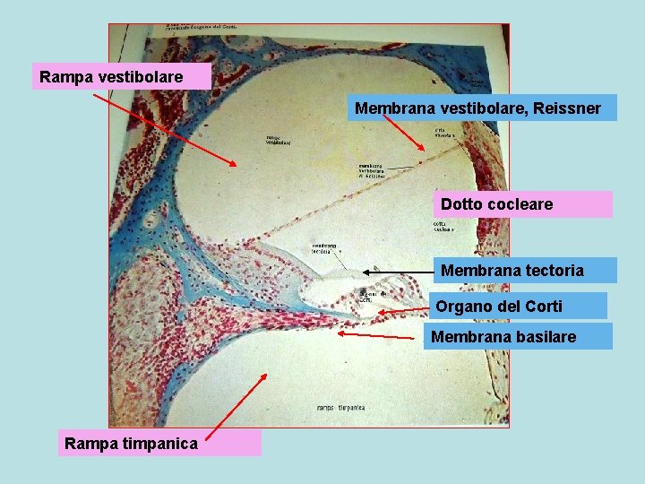 Rampa vestibolare Membrana vestibolare, Reissner Dotto cocleare Membrana tectoria Organo del Corti Membrana basilare