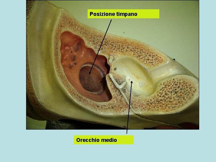 Posizione timpano Orecchio medio 