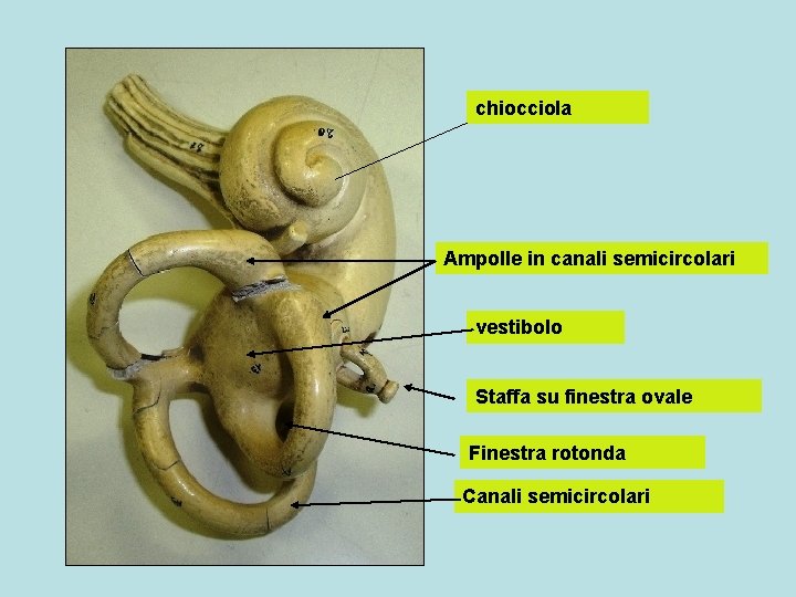 chiocciola Ampolle in canali semicircolari vestibolo Staffa su finestra ovale Finestra rotonda Canali semicircolari