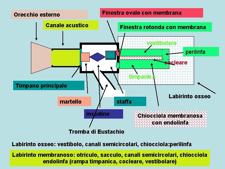 Finestra ovale con membrana Orecchio esterno Canale acustico Finestra rotonda con membrana vestibolare perilinfa